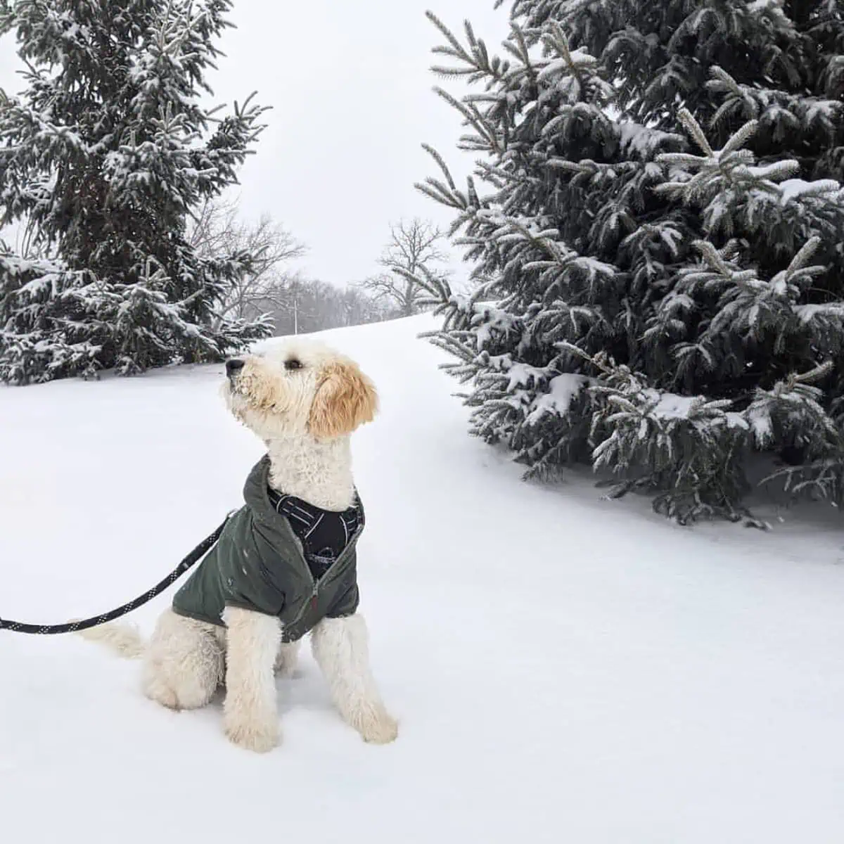 Standard Goldendoodle in snow