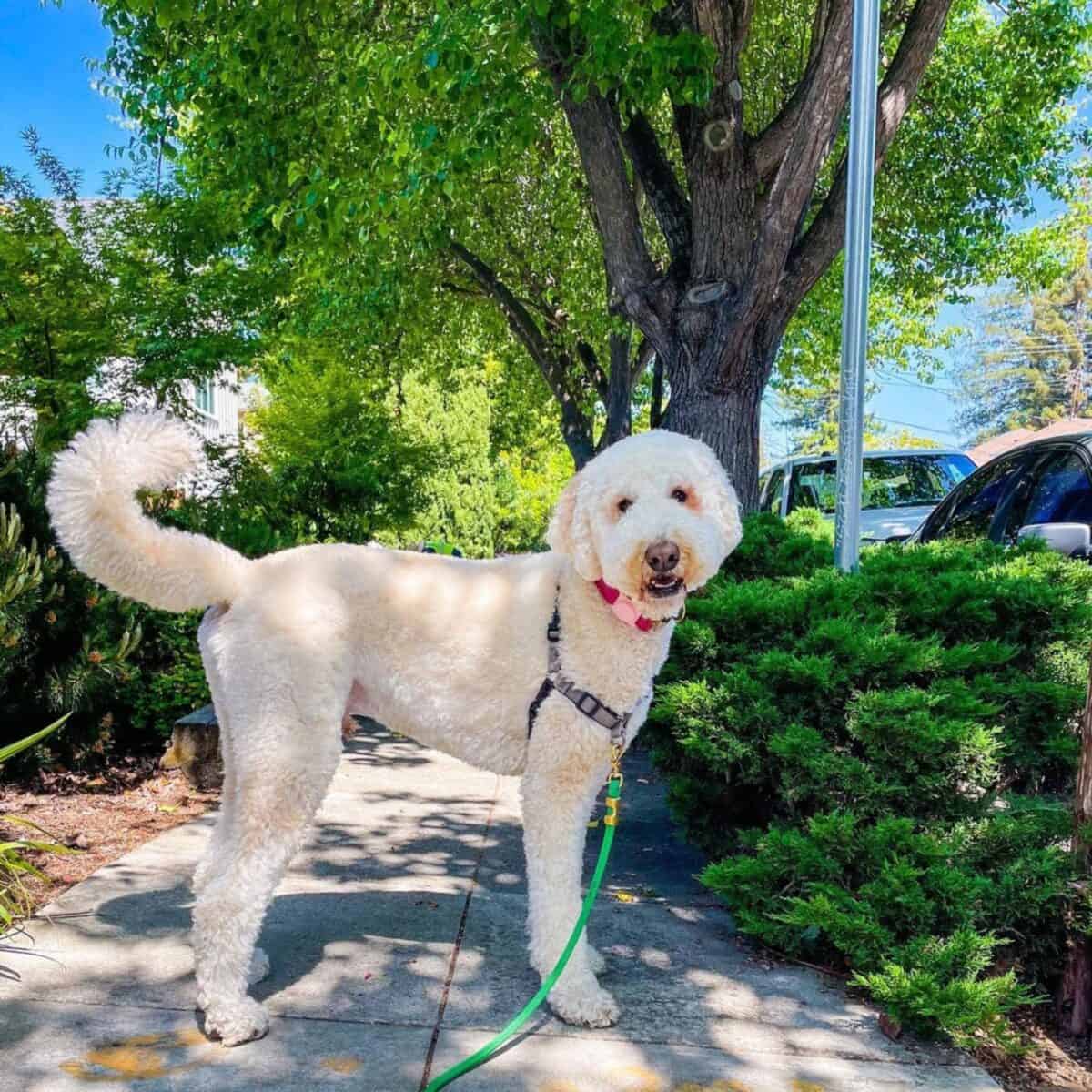 standing Goldendoodle ready to play