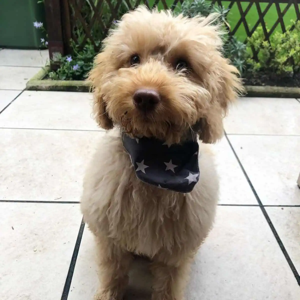 stars bandana of cockapoo