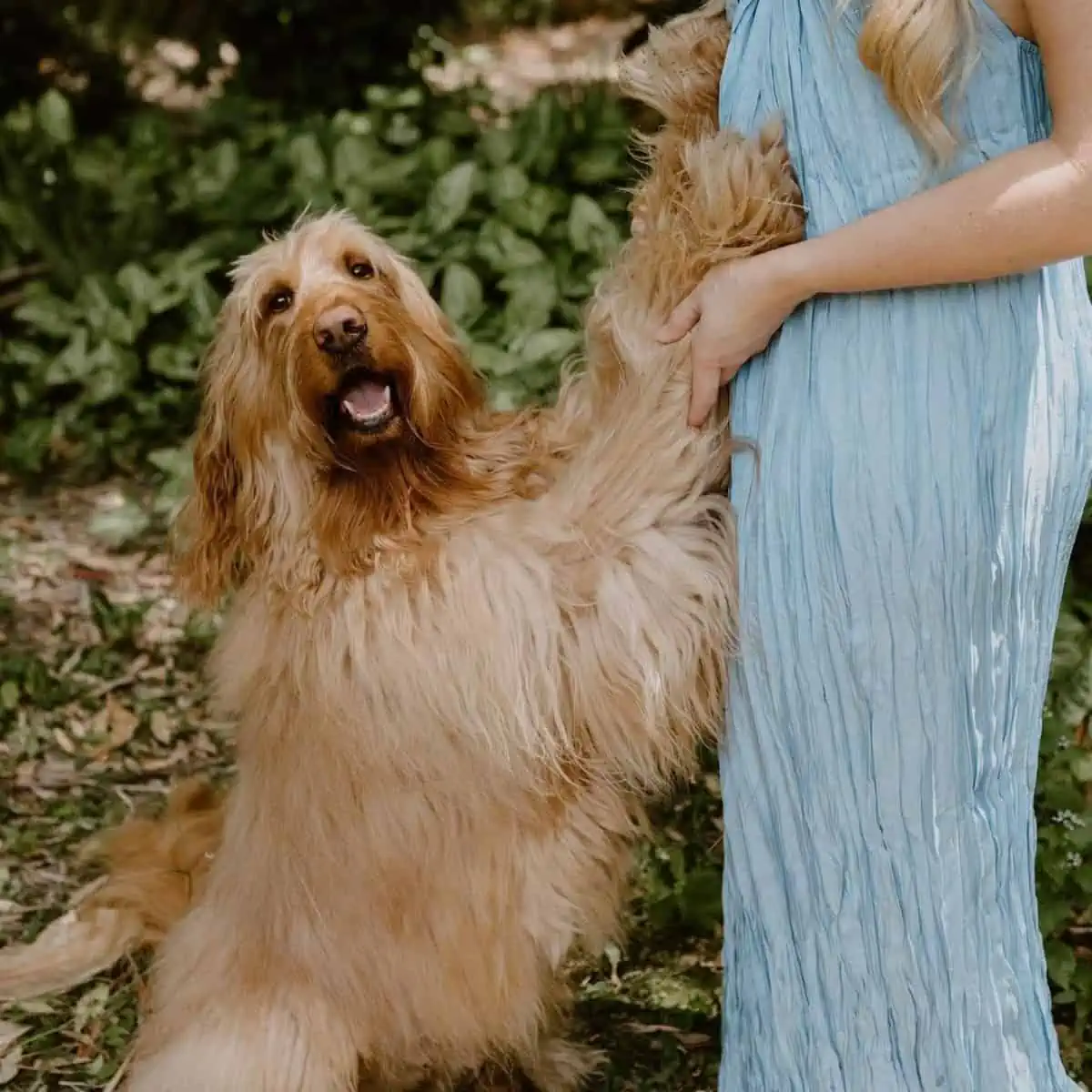 straight-haired Labradoodle with fur mom