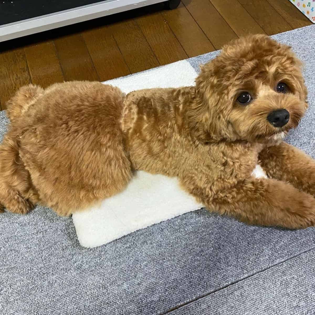 stretching Cockapoo on the floor