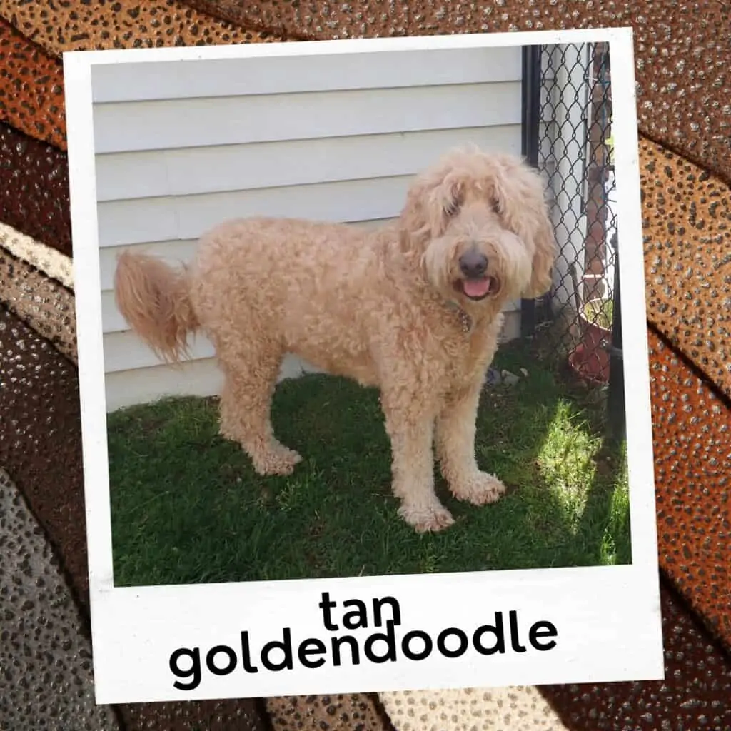 tan goldendoodle dog