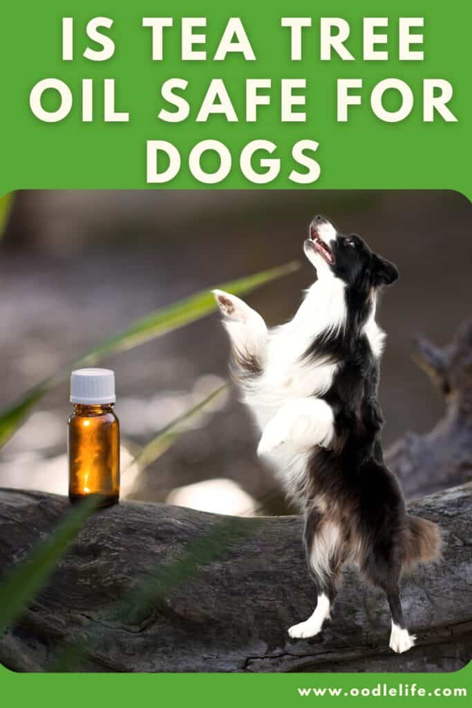 can i use tea tree oil shampoo on my dog