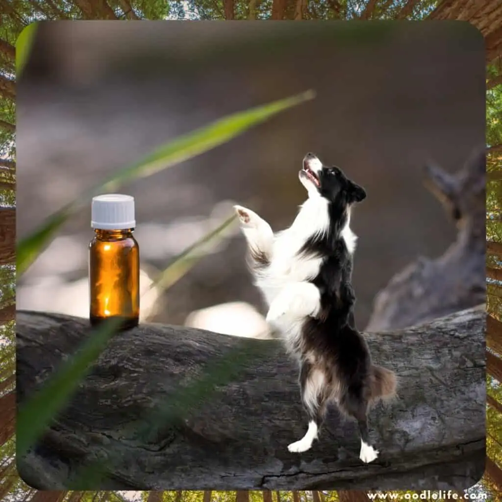 tea tree oil for dog cleaning is it safe