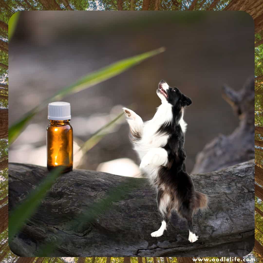 do dogs like tea tree oil