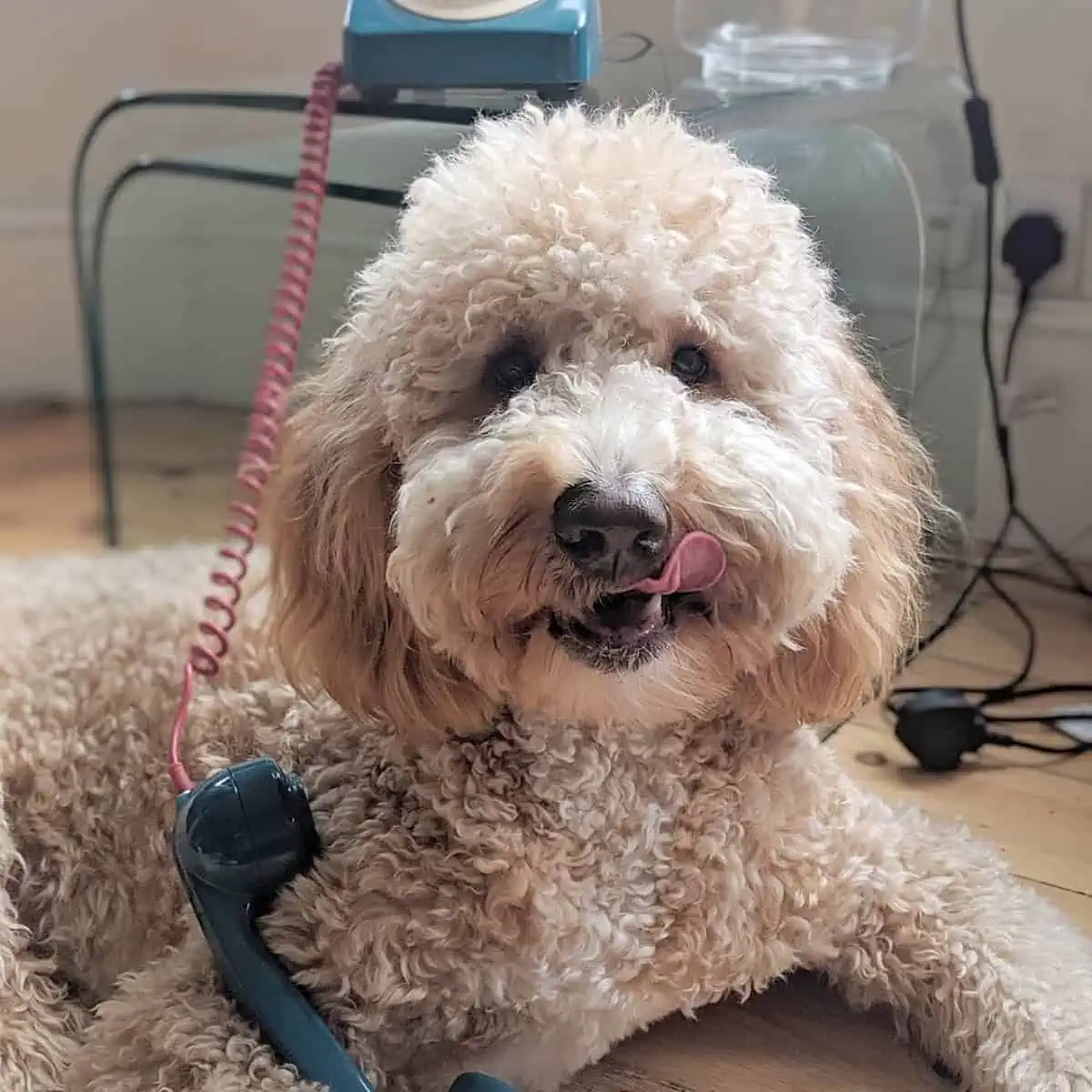 telephone held by Goldendoodle