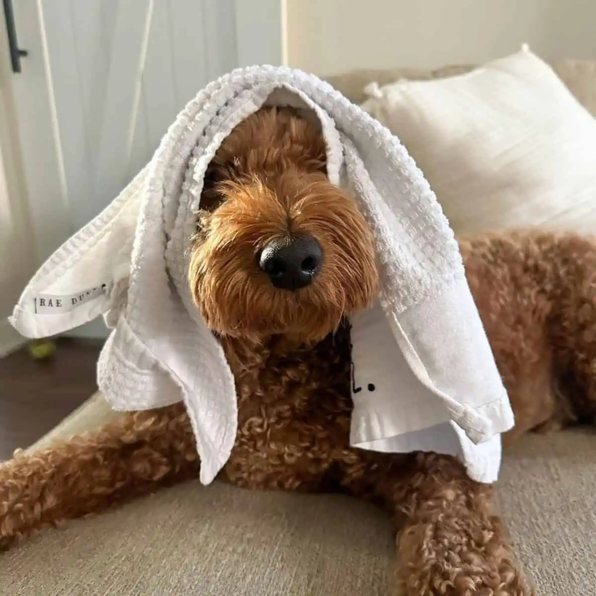 towel dry a Goldendoodle