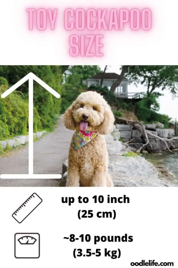 toy cockapoo size