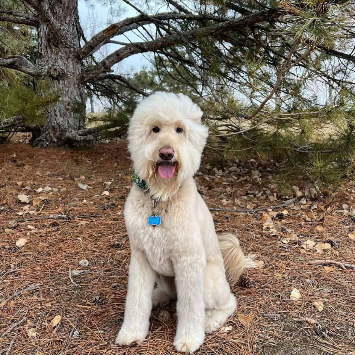 trained to pose Goldendoodle