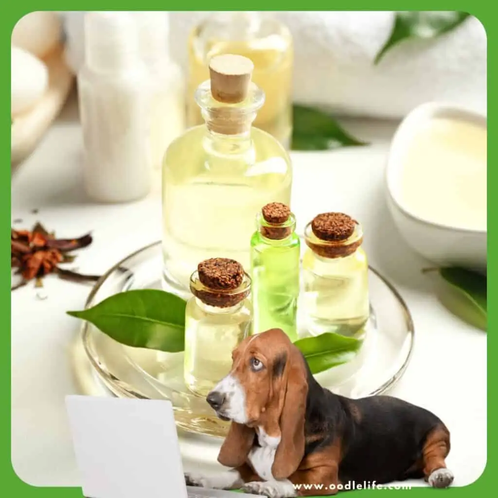 tea tree oil for a dog