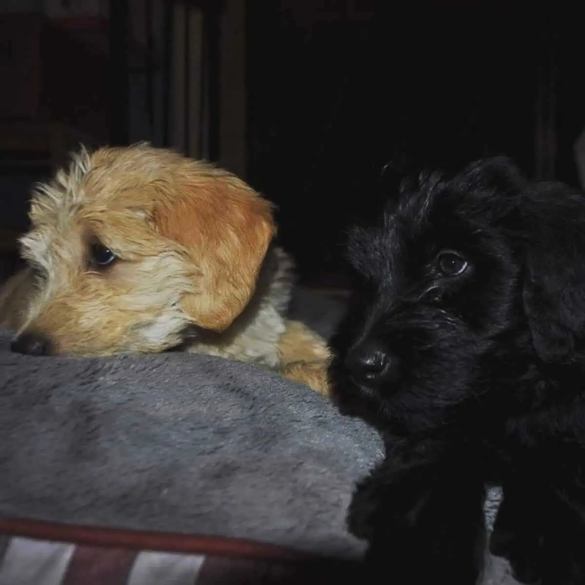 two Goldendoodle puppies look scared