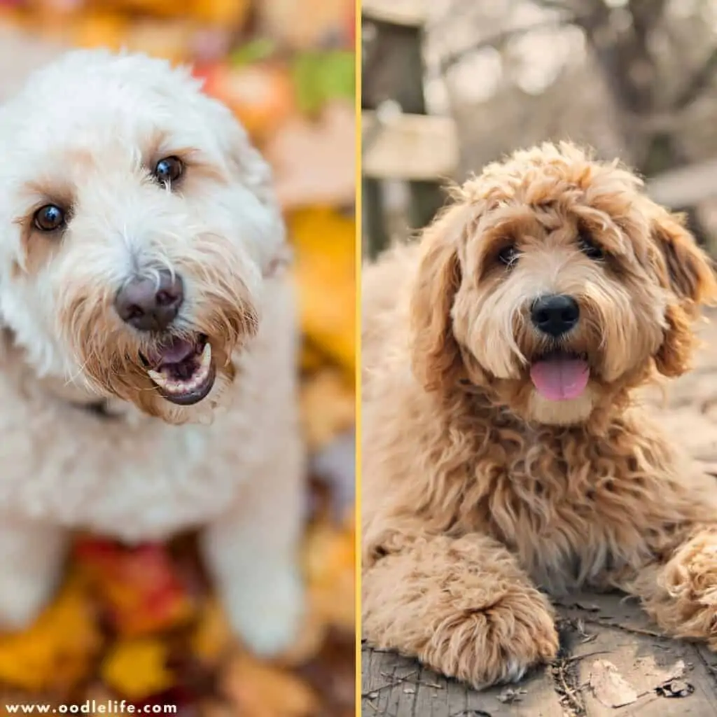 f1 vs f2 goldendoodle