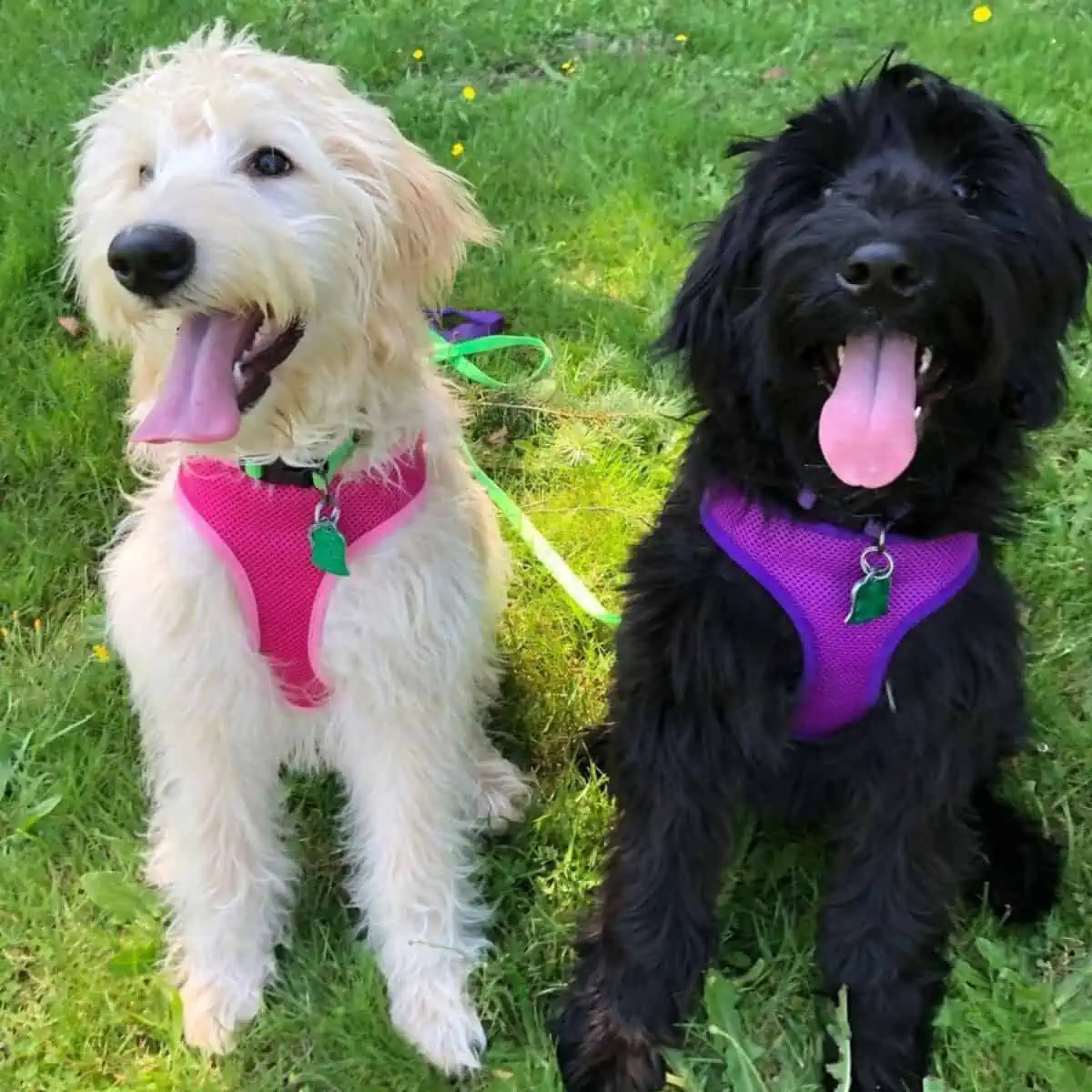 two Goldendoodles with different colors