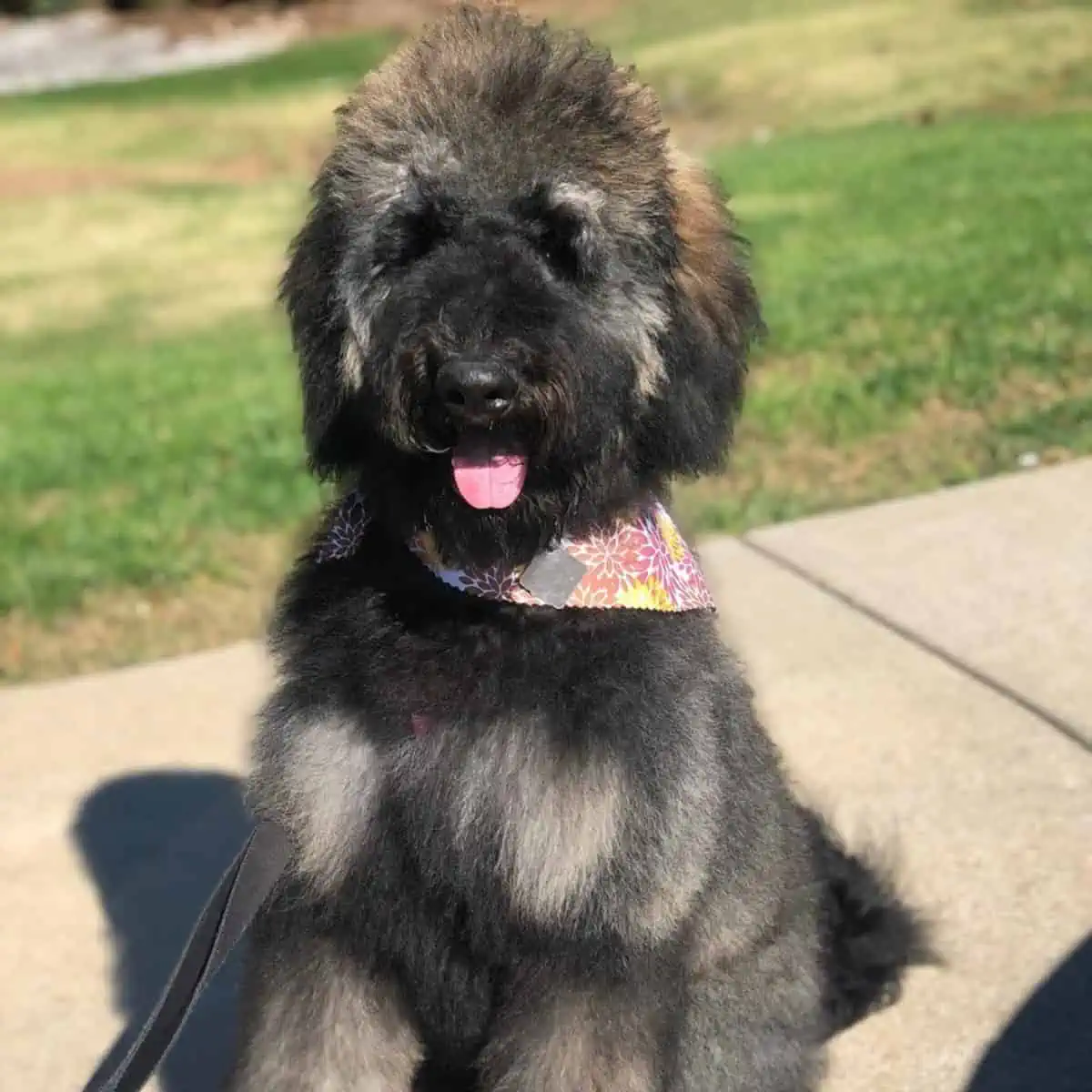 well-groomed phantom Goldendoodle outside