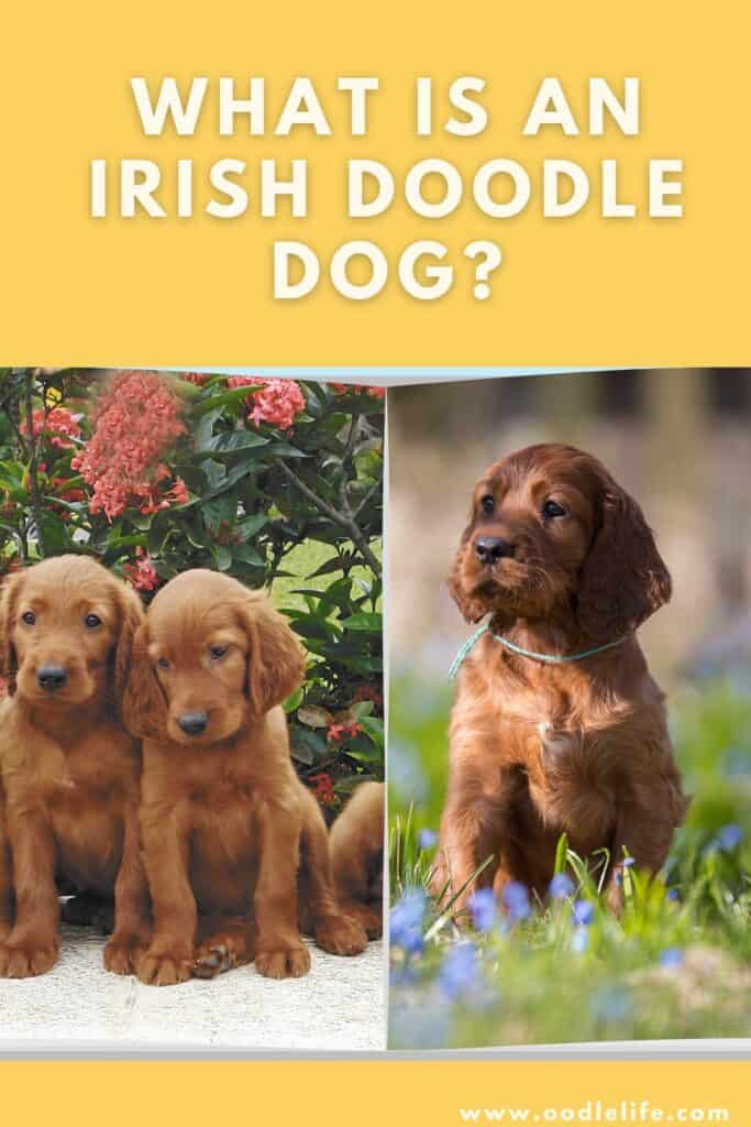 what is an irish doodle