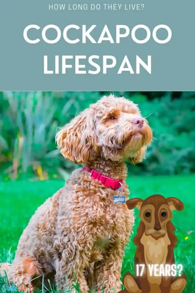 what is the cockapoo lifespan