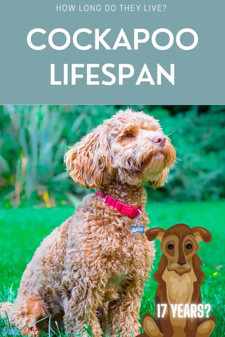 Cockapoo Lifespan How Long Do Cockapoos Live? Oodle Life