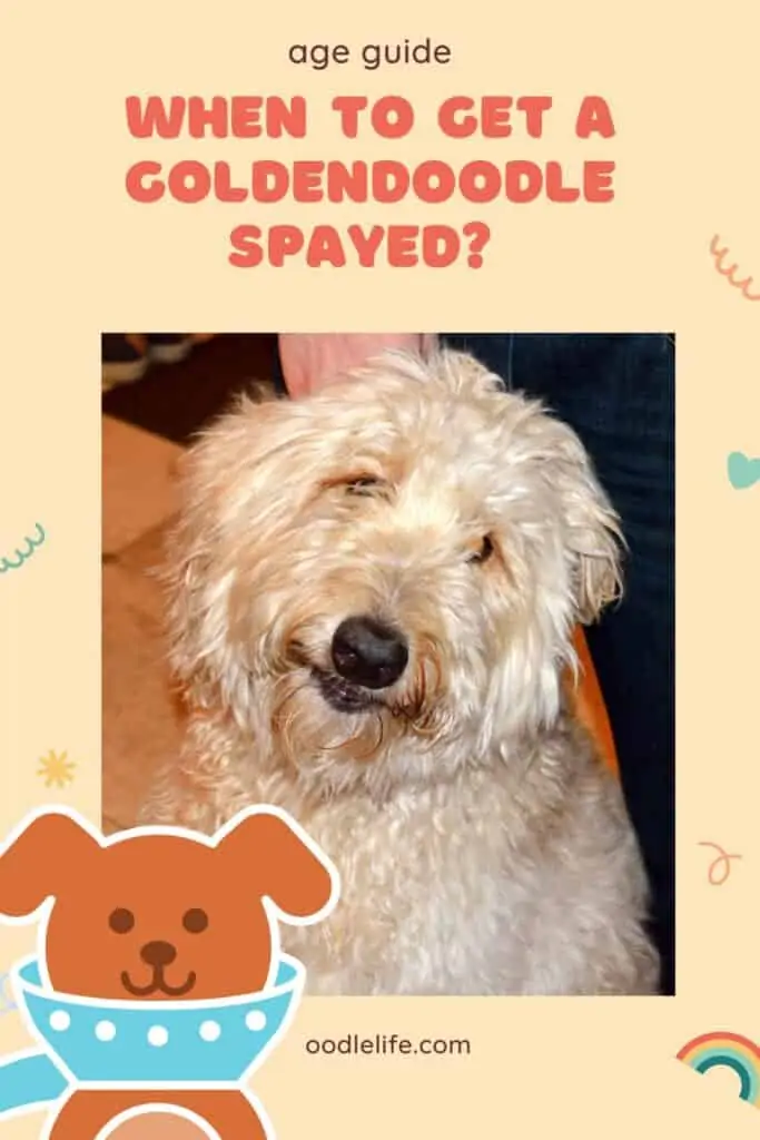 when to get a goldendoodle spayed