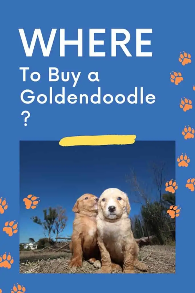 where to buy a goldendoodle two puppies next to each other
