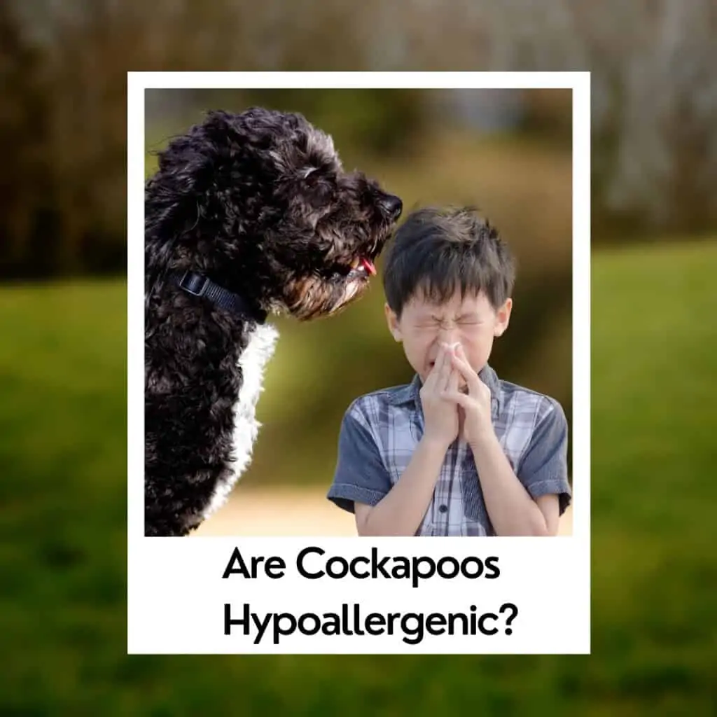 are cockapoos hypoallergenic