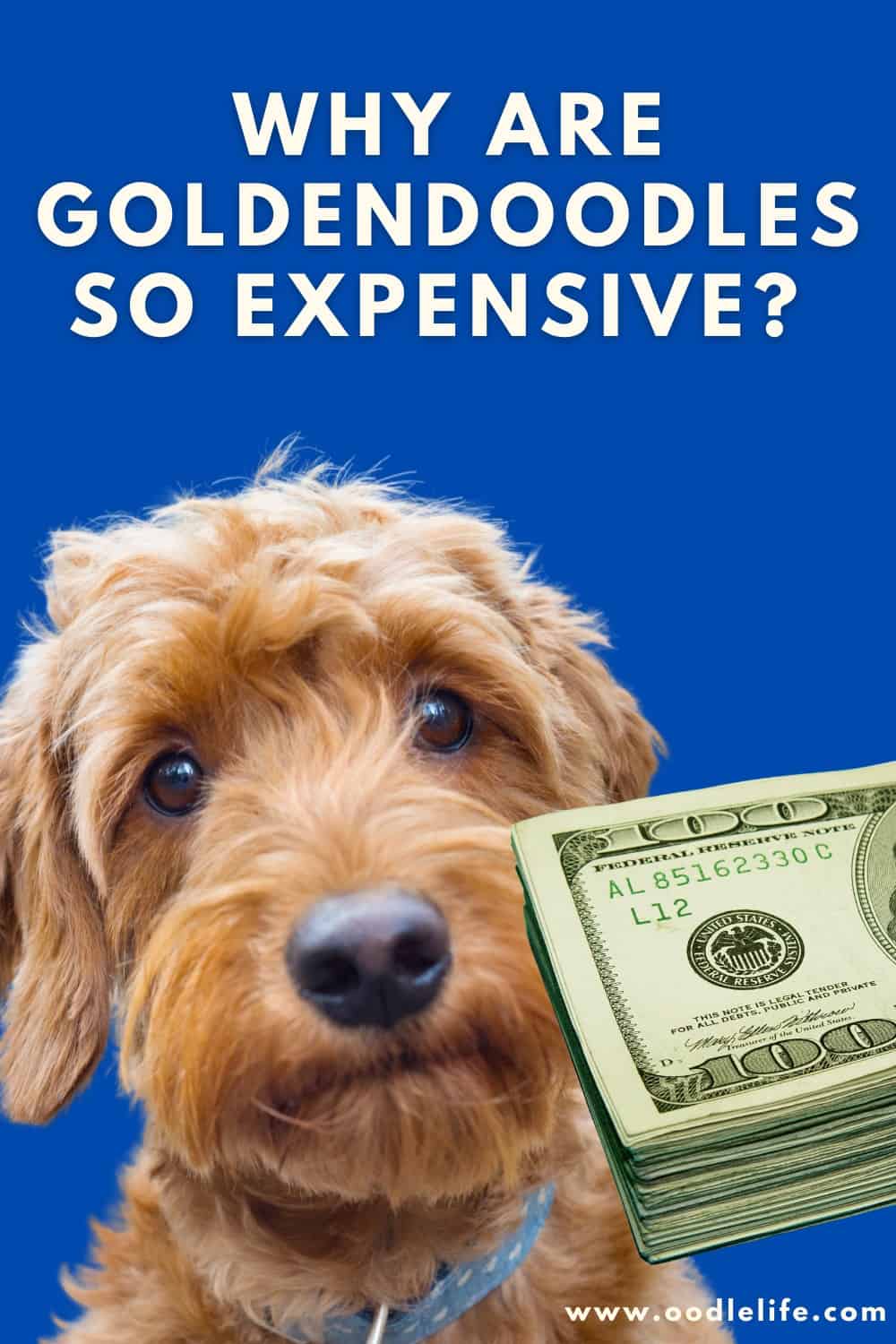 Why Are Goldendoodles So Expensive? Oodle Life