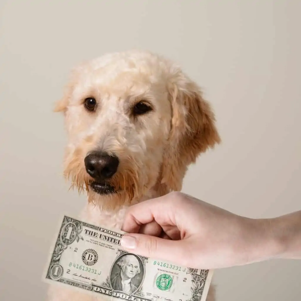 goldendoodle cost so much