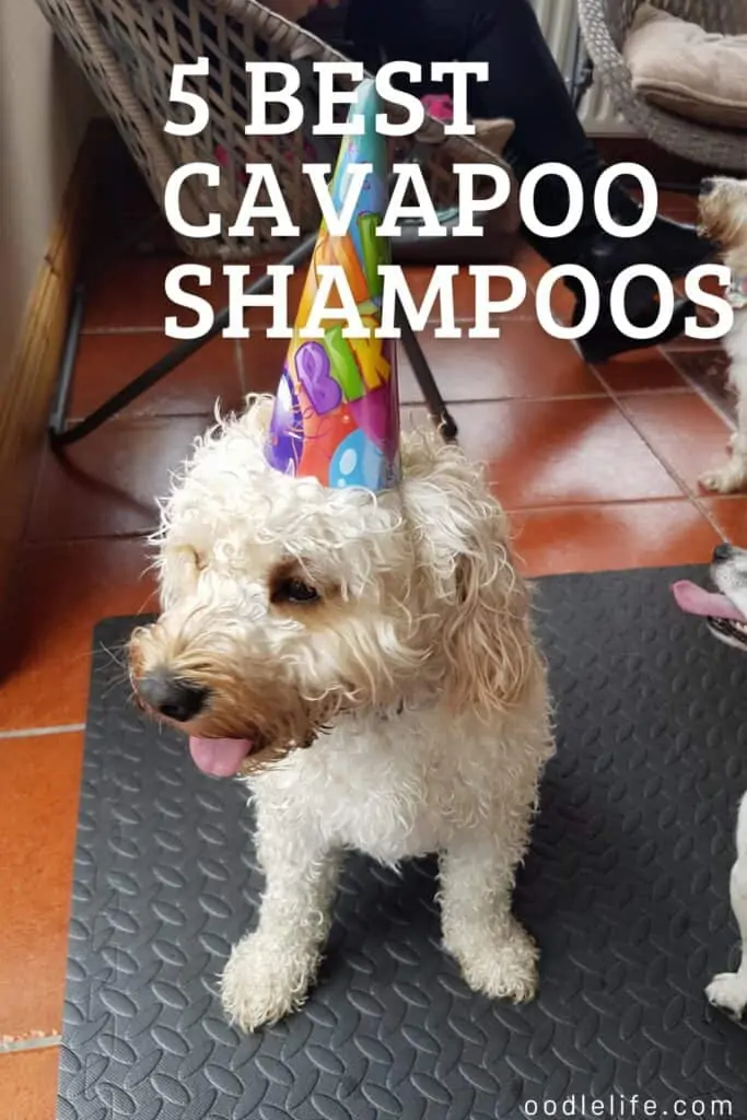 best shampoo for Cavapoo coats