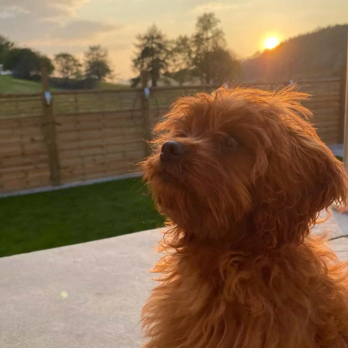 A Cavapoo loves to watch sunsets