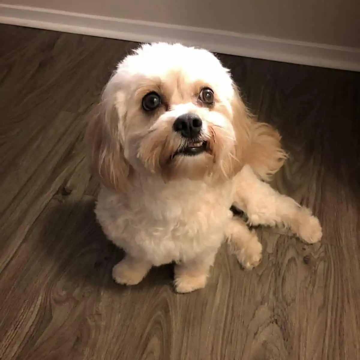 angry Cavapoo showing teeth