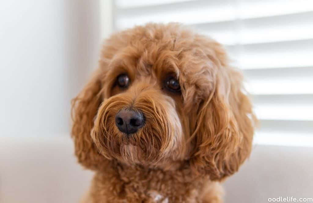 apricot cavapoo