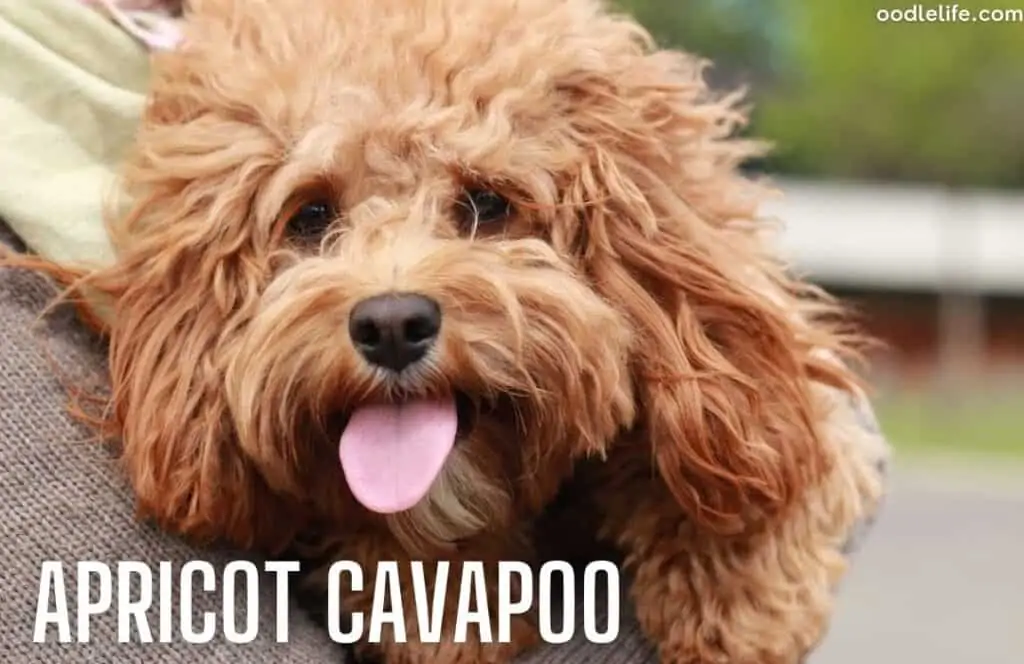 apricot cavapoo coat