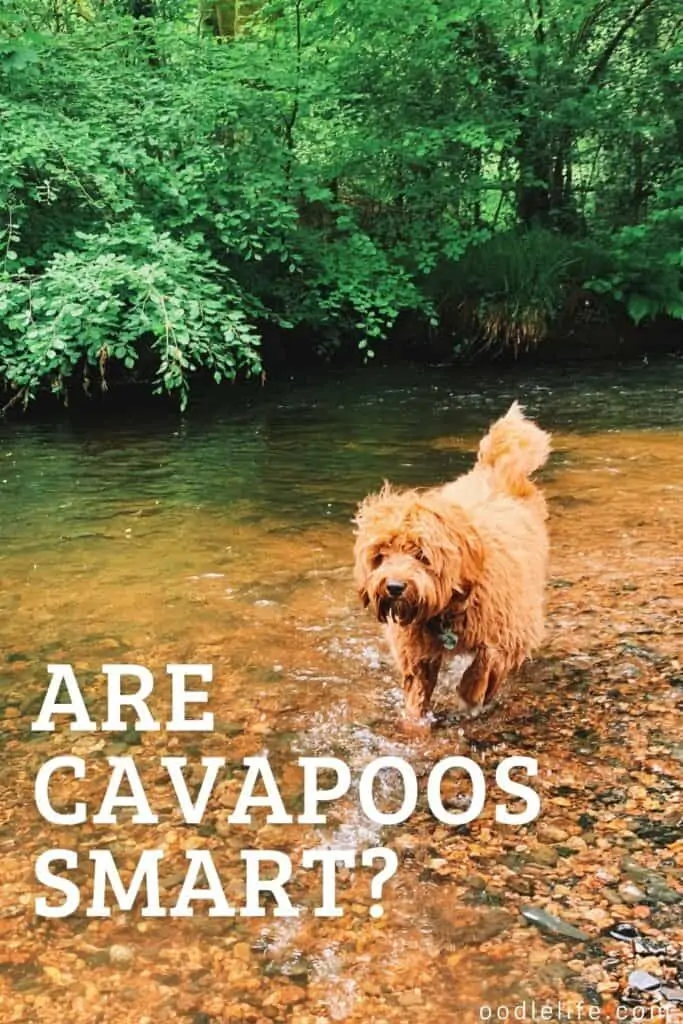 are cavapoos smart dogs? yes they are