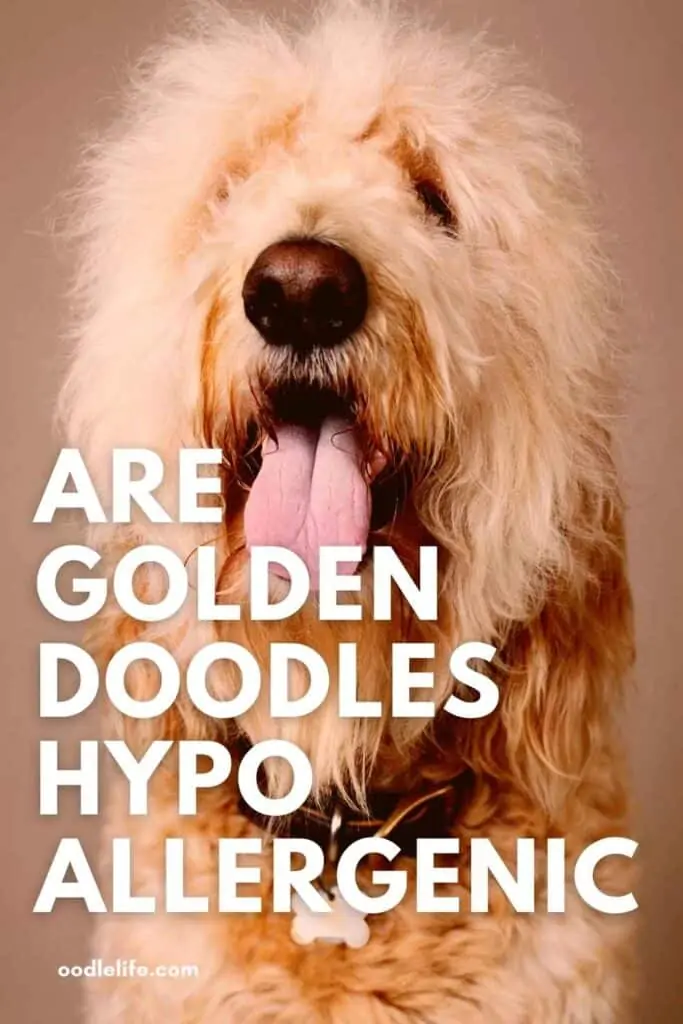 are goldendoodles hypoallergenic