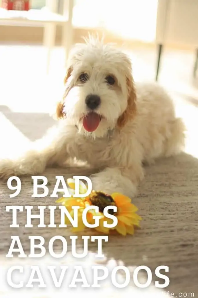 bad things about cavapoos