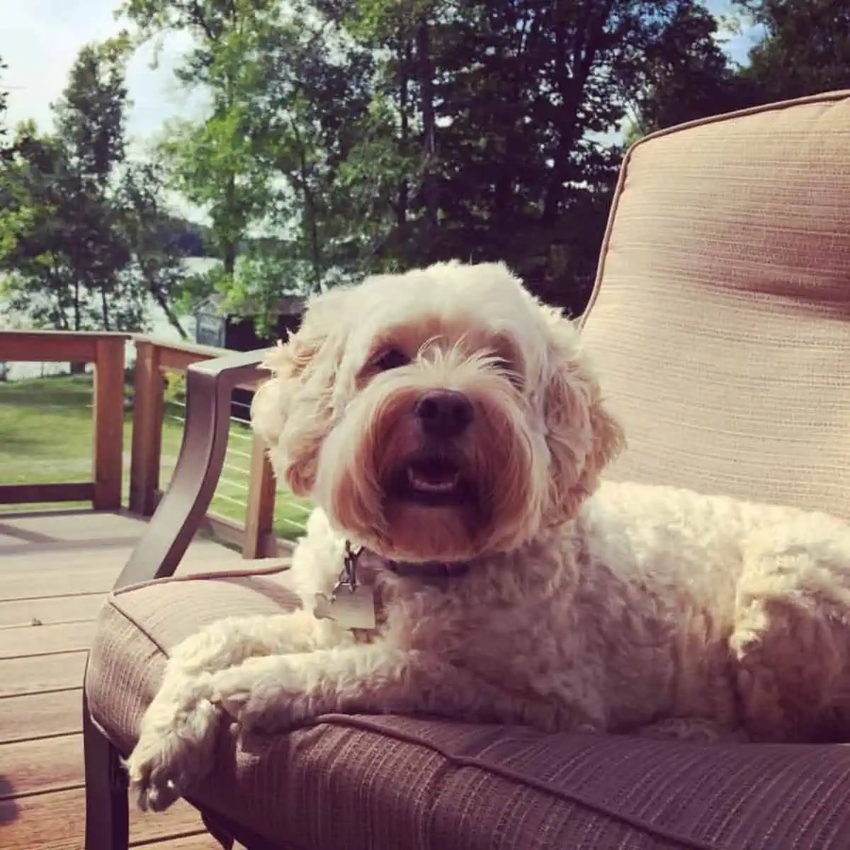 barking Cavapoo on the porch
