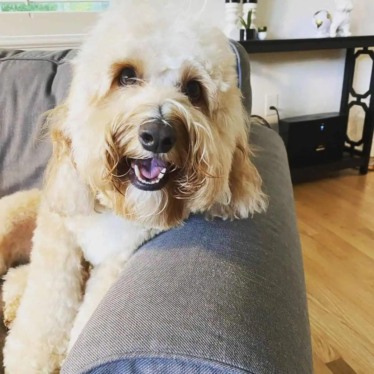 barking Cavapoo to stranger