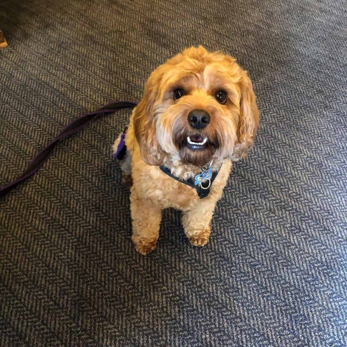 barking Cavapoo wants to go outdoors