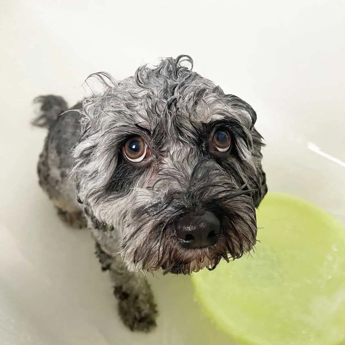 bath time for Cavapoo