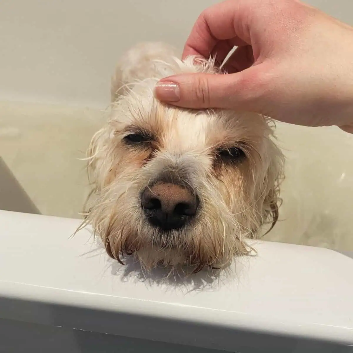 bath time scratches for dirty Cavapoo