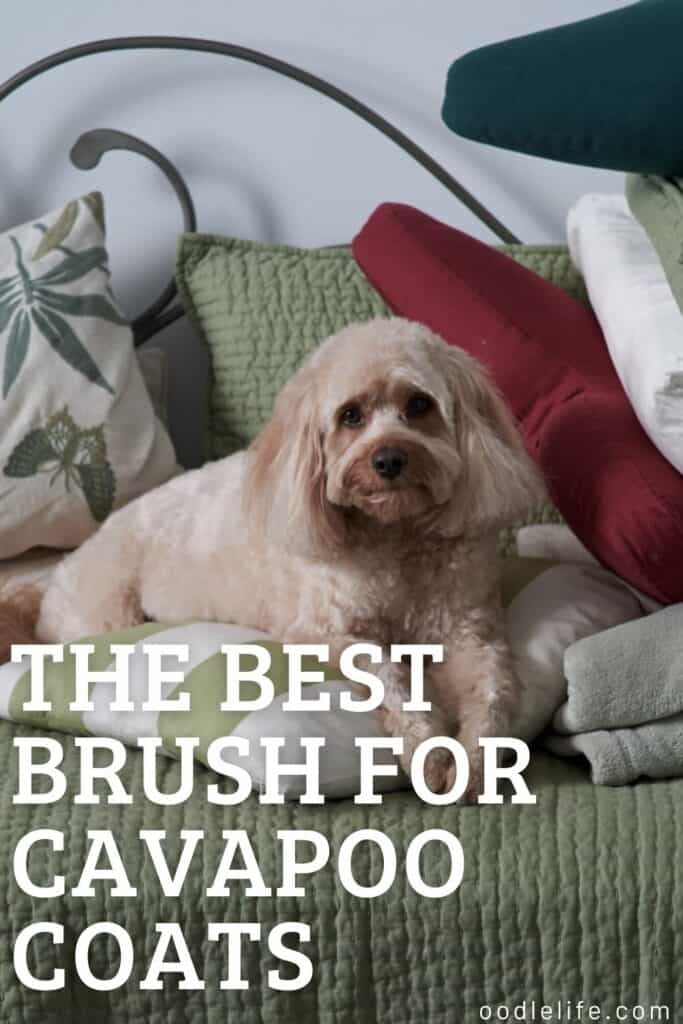 The Best Brush For Cavapoo Grooming [7 Options] Oodle Life