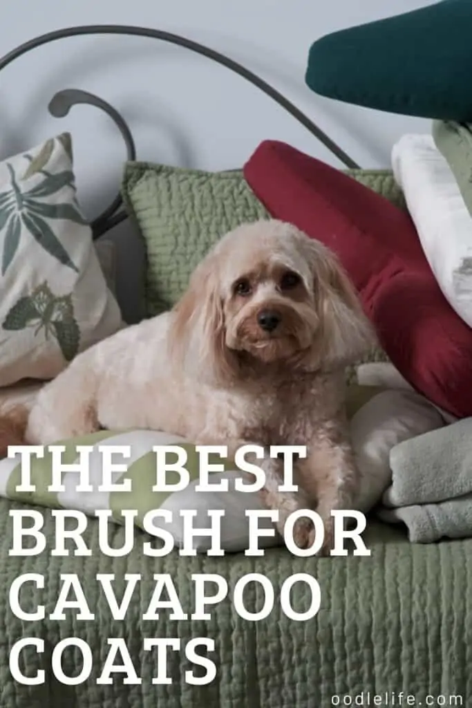 best brush for cavapoo slicker brush for wavy coat