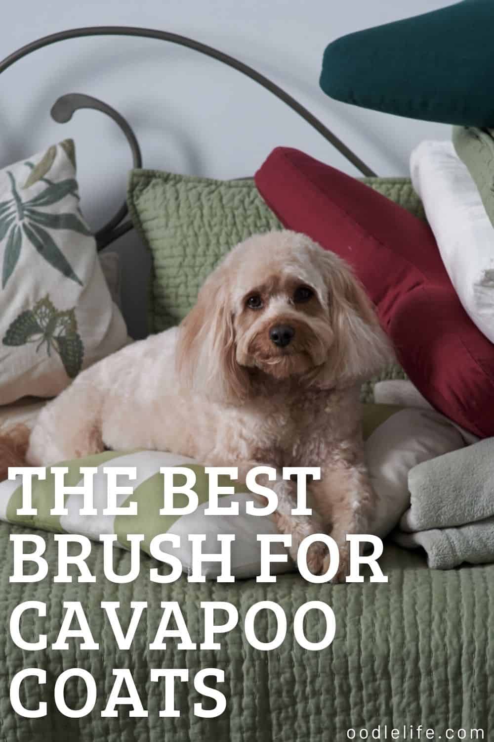 Other Options for Cavapoo Brushing