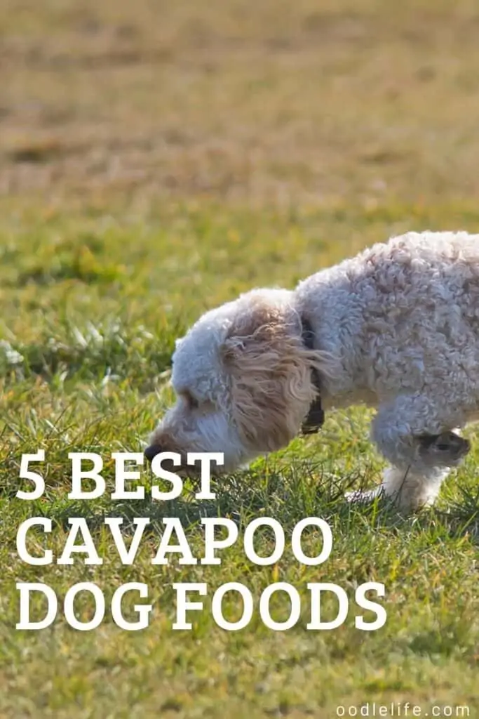 5 best cavapoo dog foods outside on grass