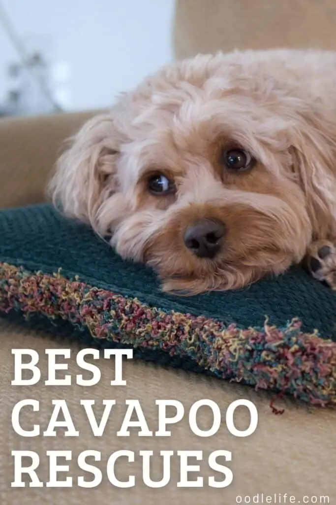 best cavapoo rescues