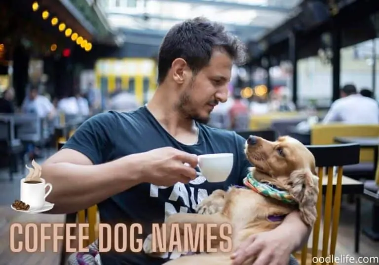 73 Best Coffee Names for Dogs
