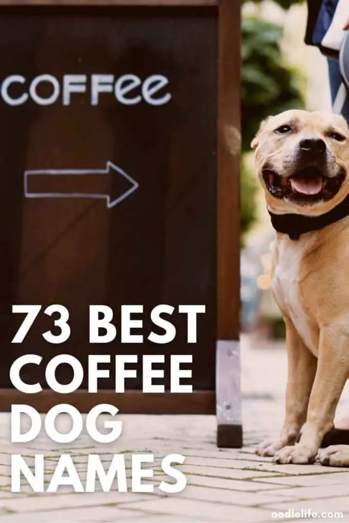 best coffee dog names