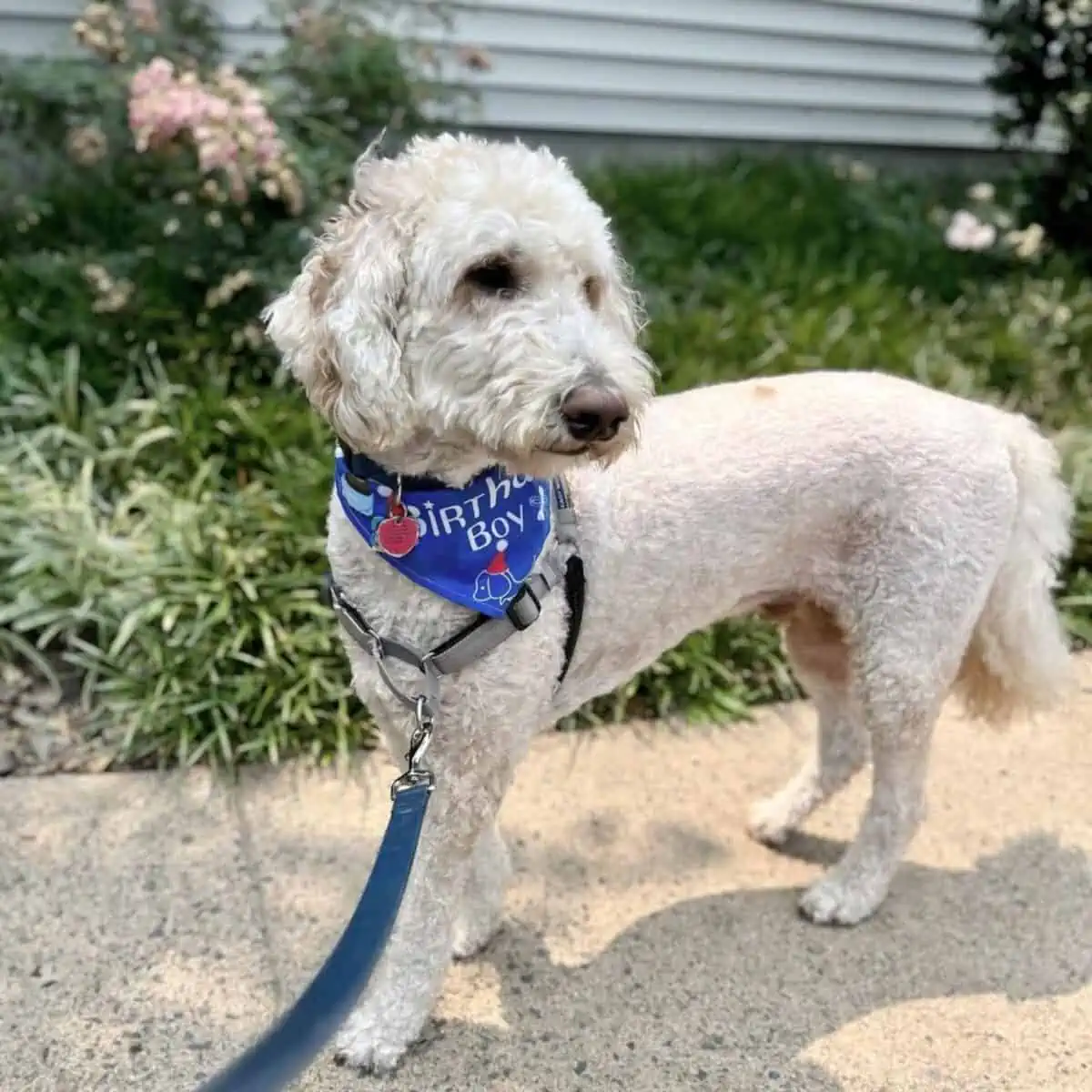 birthday walk of a Goldendoodle