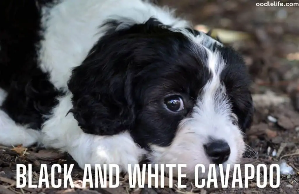 black and white cavapoo