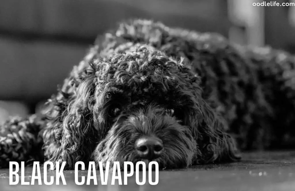 black cavapoo coat