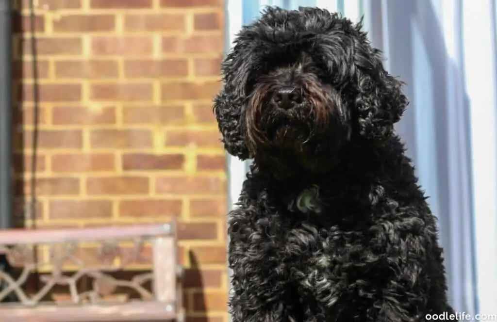 black cavapoo dog